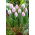 Tulipan Candy Prince - 5 cebulek