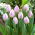 Tulipan Candy Prince - duża paczka! - 50 szt.