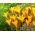 Tulipan Chrysantha Tubergen's Gem - 5 cebulek