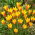 Tulipan Chrysantha Tubergen's Gem - 5 cebulek