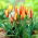 Tulipan Clusiana Sheila - 5 cebulek
