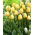 Tulipan Cream Cocktail - duża paczka! - 50 szt.