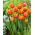 Tulipan Crossfire - duża paczka! - 50 szt.