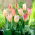 Tulipan Flaming Purissima - 5 cebulek