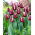 Tulipan Fontainebleau - duża paczka! - 50 szt.
