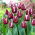 Tulipan Fontainebleau - duża paczka! - 50 szt.