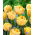 Tulipan Foxy Foxtrot - 5 cebulek