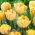 Tulipan Foxy Foxtrot - 5 cebulek