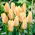 Tulipan Für Elise - duża paczka! - 50 szt.