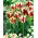 Tulipan Grand Perfection - duża paczka! - 50 szt.
