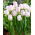 Tulipan Gwen - duża paczka! - 50 szt.