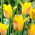 Tulipan Kolpakowskiana - 5 cebulek