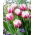 Tulipan Melrose - duża paczka! - 50 szt.