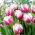 Tulipan Melrose - duża paczka! - 50 szt.