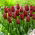 Tulipan National Velvet - duża paczka! - 50 szt.