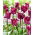Tulipan Negrita Crown - 5 cebulek