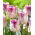 Tulipan Oviedo - 5 cebulek