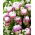 Tulipan Peggy Wonder - 5 cebulek