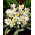 Tulipan Polychroma - 5 cebulek