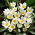 Tulipan Polychroma - 5 cebulek