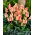 Tulipan Quebec - 5 cebulek