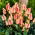 Tulipan Quebec - 5 cebulek