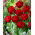 Tulipan Red Baby Doll - 5 cebulek