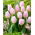 Tulipan Sweet Flag - 5 cebulek