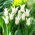 Tulipan Tres Chic - 5 cebulek
