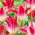Tulipan Whispering Dream - 5 cebulek