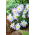 Zawilec grecki - Blue Splendour - 8 bulw