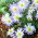 Zawilec grecki - Blue Splendour - 8 bulw