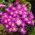 Zawilec grecki - Violet Star - 8 bulw