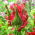 Tulipan Red Wave - 5 cebulek