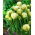 Tulipan Maureen Double - 5 cebulek