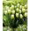 Tulipan Green Spirit - duża paczka! - 50 szt.