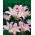 Amaryllis prawdziwy - Belladonna - duża paczka! - 10 szt.
