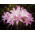 Amaryllis prawdziwy - Belladonna - duża paczka! - 10 szt.