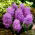 Szafirek pierzasty - Muscari Plumosum - 5 cebulek