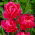Tulipan May Wonder - opak. 5 szt.
