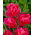 Tulipan May Wonder - opak. 5 szt.