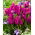 Tulipan Purple Bouquet - opak. 5 szt.
