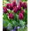 Tulipan Recreado  opak. 5 szt.
