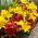 Zestaw lilia Crimson Pixie i lilia Bright Pixie - 10 szt.