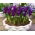 Irys botaniczny - Purple Hill - duża paczka! - 100 szt.