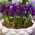 Irys botaniczny - Purple Hill - duża paczka! - 100 szt.
