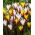 Tulipany Clusiana - zestaw 2 odmian kwiatów - 50 szt.