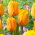 Tulipan Blushing Apeldoorn - 5 cebulek