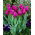 Tulipan Passionale - opak. 5 szt.
