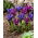Zestaw irys Purple Hill i irys Blue Hill - 100 szt.